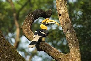 2019 november highlights/great indian hornbill buceros bicornis 2019 november highlights/great indian hornbill buceros bicornis