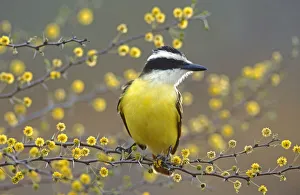 Great Kiskadee (Pitangus sulphuratus) perched on flowering blooming Huisache (Acacia farnesiana) Great Kiskadee (Pitangus sulphuratus) perched on flowering blooming Huisache (Acacia farnesiana)