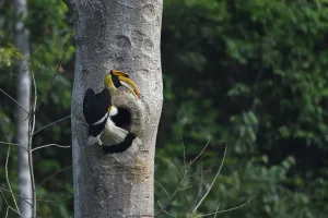 Great pied hornbill (Buceros bicornis) bird photographed perched on a tree on its Great pied hornbill (Buceros bicornis) bird photographed perched on a tree on its