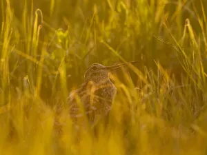 Great snipe (Gallinago media) in long grass, Matsalu National Park, Estonia, May 2009 Great snipe (Gallinago media) in long grass, Matsalu National Park, Estonia, May 2009