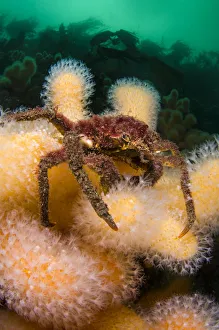 Great spider crab (Hyas araneus) on Deadmans fingers (Alcyonium digitatum) coral Great spider crab (Hyas araneus) on Deadmans fingers (Alcyonium digitatum) coral