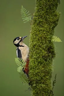 Great spotted woodpecker (Dendrocopos major), Scotland, November Great spotted woodpecker (Dendrocopos major), Scotland, November