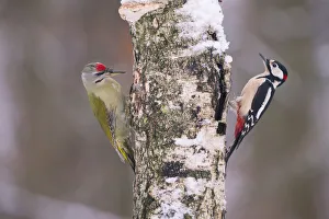 Great spotted woodpecker (Dendrocopos major) and Grey headed woodpecker (Picus canus) Great spotted woodpecker (Dendrocopos major) and Grey headed woodpecker (Picus canus)