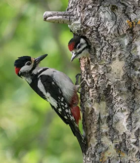Great spotted woodpecker (Dendrocopos major), male feeding juvenile in nest, Finland Great spotted woodpecker (Dendrocopos major), male feeding juvenile in nest, Finland