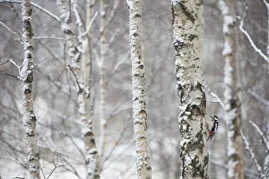 Great spotted woodpecker (Dendrocopus major) in birch forest, Cairngorms National Park Great spotted woodpecker (Dendrocopus major) in birch forest, Cairngorms National Park
