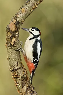 Images Dated 11th February 2007: Great spotted woodpecker (Dendrocopus major) Male on branch, Hertfordshire, UK, England