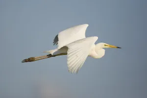 Great white egret (Ardea alba) in flight, Oostvaardersplassen, Netherlands, June 2009 Great white egret (Ardea alba) in flight, Oostvaardersplassen, Netherlands, June 2009