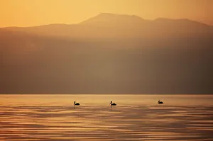 Three Great white pelicans (Pelecanus onocrotalus) silhouetted against the sunrise Three Great white pelicans (Pelecanus onocrotalus) silhouetted against the sunrise