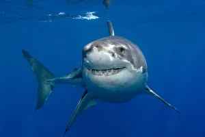 Great white shark (Carcharodon carcharias) underwater, Guadalupe Island, Mexico Great white shark (Carcharodon carcharias) underwater, Guadalupe Island, Mexico
