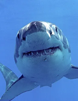 Great white shark (Carcharodon carcharias) underwater, Guadalupe Island, Mexico Great white shark (Carcharodon carcharias) underwater, Guadalupe Island, Mexico