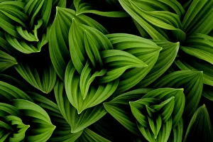 Great yellow gentian (Gentiana lutea) leaves. Haute-Savoie, Massif des Bauges, French Alps, May Great yellow gentian (Gentiana lutea) leaves. Haute-Savoie, Massif des Bauges, French Alps, May