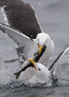 Two Greater black backed gulls (Larus marinus) fighting over fish, Flatanger, Norway Two Greater black backed gulls (Larus marinus) fighting over fish, Flatanger, Norway