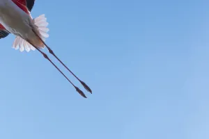 Greater flamingo (Phoenicopterus roseus) legs of bird in flight, Pont Du Gau Park Greater flamingo (Phoenicopterus roseus) legs of bird in flight, Pont Du Gau Park