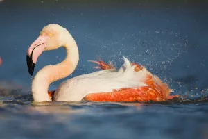 Greater flamingo (Phoenicopterus roseus) bathing, Pont Du Gau, Camargue, France, May 2009 Greater flamingo (Phoenicopterus roseus) bathing, Pont Du Gau, Camargue, France, May 2009