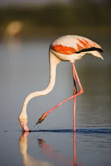 Greater flamingo (Phoenicopterus roseus) feeding, Pont du Gau, Camargue, France, May 2009 Greater flamingo (Phoenicopterus roseus) feeding, Pont du Gau, Camargue, France, May 2009