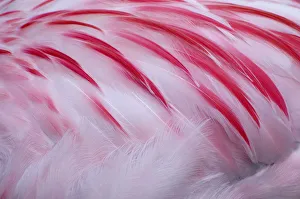 Greater flamingo (Phoenicopterus ruber) close-up of back, captive Greater flamingo (Phoenicopterus ruber) close-up of back, captive