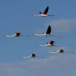 Greater flamingo (Phoenicopterus ruber) flock in flight, Pont de Gau, Camargue, France Greater flamingo (Phoenicopterus ruber) flock in flight, Pont de Gau, Camargue, France