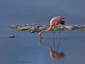 Greater flamingo {Phoenicopterus ruber} feeding in coastal lagoon, Isabela Island Greater flamingo {Phoenicopterus ruber} feeding in coastal lagoon, Isabela Island