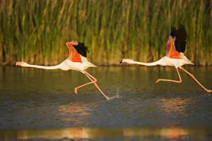 Two Greater flamingos (Phoenicopterus roseus) taking off from lagoon, Camargue, France Two Greater flamingos (Phoenicopterus roseus) taking off from lagoon, Camargue, France