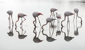 Greater flamingos (Phoenicopterus roseus) flock reflected, feeding in water, Pont Greater flamingos (Phoenicopterus roseus) flock reflected, feeding in water, Pont