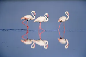 Three Greater flamingos {Phoenicopterus ruber} Serengeti NP, Tanzania Three Greater flamingos {Phoenicopterus ruber} Serengeti NP, Tanzania