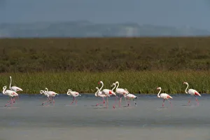 Greater flamingos (Phoenicopterus ruber) in lagoon, Doana National & Natural Park Greater flamingos (Phoenicopterus ruber) in lagoon, Doana National & Natural Park
