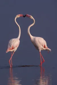 Greater flamingos (Phoenicopterus ruber roseus) males displaying, lake Nakuru, Kenya Greater flamingos (Phoenicopterus ruber roseus) males displaying, lake Nakuru, Kenya