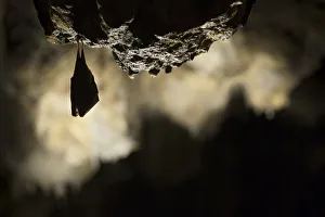 Greater horseshoe bat (Rhinolophus ferrumequinum) roosting in cave. Croatia. November Greater horseshoe bat (Rhinolophus ferrumequinum) roosting in cave. Croatia. November