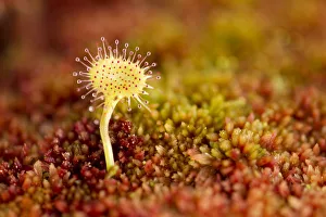 Greater sundew (Drosera anglica) growing in Sphagnum moss, Flow Country, Sutherland Greater sundew (Drosera anglica) growing in Sphagnum moss, Flow Country, Sutherland