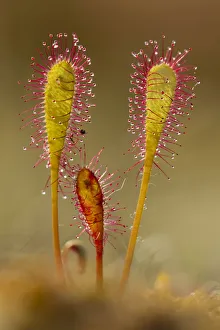 Greater sundew (Drosera anglica) close-up, Flow Country, Sutherland, Highlands, Scotland Greater sundew (Drosera anglica) close-up, Flow Country, Sutherland, Highlands, Scotland