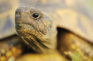 Greek land / Spur thighed tortoise (Testudo graeca) head portrait, Lake Kerkini, Macedonia Greek land / Spur thighed tortoise (Testudo graeca) head portrait, Lake Kerkini, Macedonia
