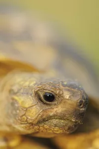 Greek land tortoise (Testudo graeca ibera) head portrait, Lake Kerkini, Macedonia Greek land tortoise (Testudo graeca ibera) head portrait, Lake Kerkini, Macedonia