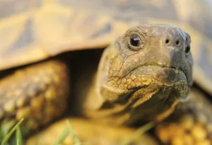 Greek tortoise (Testudo graeca ibera) portrait, Lake Kerkini, Macedonia, Greece, May 2009 Greek tortoise (Testudo graeca ibera) portrait, Lake Kerkini, Macedonia, Greece, May 2009