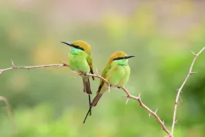 Green bee-eater (Merops orientalis) pair perched on branch, facing opposite directions Green bee-eater (Merops orientalis) pair perched on branch, facing opposite directions