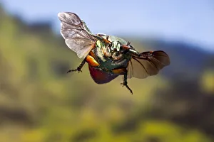 Green june beetle (Cotinis nitida) in flight Williamson County, Texas, USA Controlled conditions Green june beetle (Cotinis nitida) in flight Williamson County, Texas, USA Controlled conditions