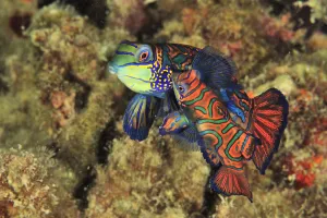 Green mandarinfish (Synchiropus splendidus) pair courting and mating at sunset, Sulu Sea Green mandarinfish (Synchiropus splendidus) pair courting and mating at sunset, Sulu Sea