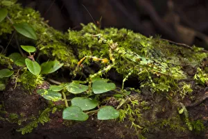 Green praying mantis (Majangella moultoni) camouflaged on mossy tree trunk. Danum Valley Green praying mantis (Majangella moultoni) camouflaged on mossy tree trunk. Danum Valley