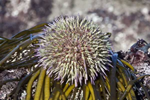 Green sea urchin (Psammechinus miliaris) Channel Islands, UK March Green sea urchin (Psammechinus miliaris) Channel Islands, UK March