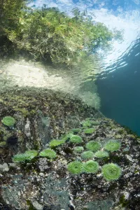 Green surf anemones (Anthopleura xanthogrammica) grow in shallow water below the Green surf anemones (Anthopleura xanthogrammica) grow in shallow water below the