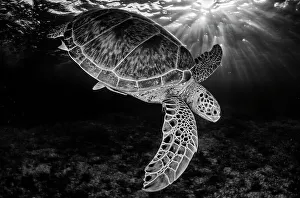 Green turtle (Chelonia mydas) with rays of sunlight, black and white image, Akumal Green turtle (Chelonia mydas) with rays of sunlight, black and white image, Akumal