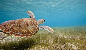 Prints for your Bathroom Collection: Green turtle (Chelonia mydas) swimming over sea grass, Grenadines, Caribbean, February 2010