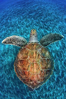 Prints for your Bathroom Collection: Green Turtle, (Chelonia mydas), Swimming over volcanic sandy bottom, Armenime cove