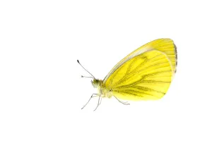Green-veined white butterfly (Pieris napi), Lorsch, Hessen, Germany. May Green-veined white butterfly (Pieris napi), Lorsch, Hessen, Germany. May