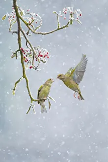 Greenfinch (Carduelis chloris) pair, one perched on branch and one hovering in snowfall Greenfinch (Carduelis chloris) pair, one perched on branch and one hovering in snowfall