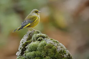 Greenfinch (Carduelis chloris) perched, Sierra de Grazalema Natural Park, southern Spain Greenfinch (Carduelis chloris) perched, Sierra de Grazalema Natural Park, southern Spain