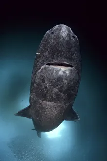 Greenland shark (Somniosus microcephalus) with parasitic copepod (Ommatokoita elongata) Greenland shark (Somniosus microcephalus) with parasitic copepod (Ommatokoita elongata)