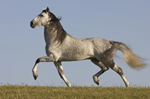 Grey Andalusian / Spanish stallion running, California, USA Grey Andalusian / Spanish stallion running, California, USA