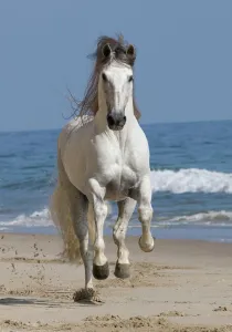 Grey Andalusian stallion running on the beach at Ojai, California, USA Grey Andalusian stallion running on the beach at Ojai, California, USA