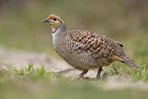 Grey francolin (Francolinus pondicerianus) Keoladeo Ghana National Park, Bharatpur Grey francolin (Francolinus pondicerianus) Keoladeo Ghana National Park, Bharatpur