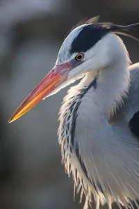 Grey heron (Ardea cinerea) adult in breeding plumage, close-up of head and colourful orange beak Grey heron (Ardea cinerea) adult in breeding plumage, close-up of head and colourful orange beak